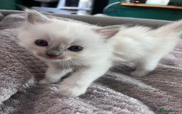 Ragdoll cats for sale: Stunning Ragdoll kittens for sale - Image 36