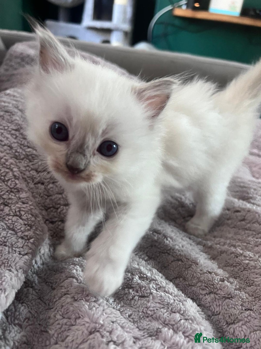 Ragdoll cats for sale: Stunning Ragdoll kittens for sale - Image 36