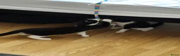 Domestic Shorthair cats for sale: Thunder and lightning  - Advert 8