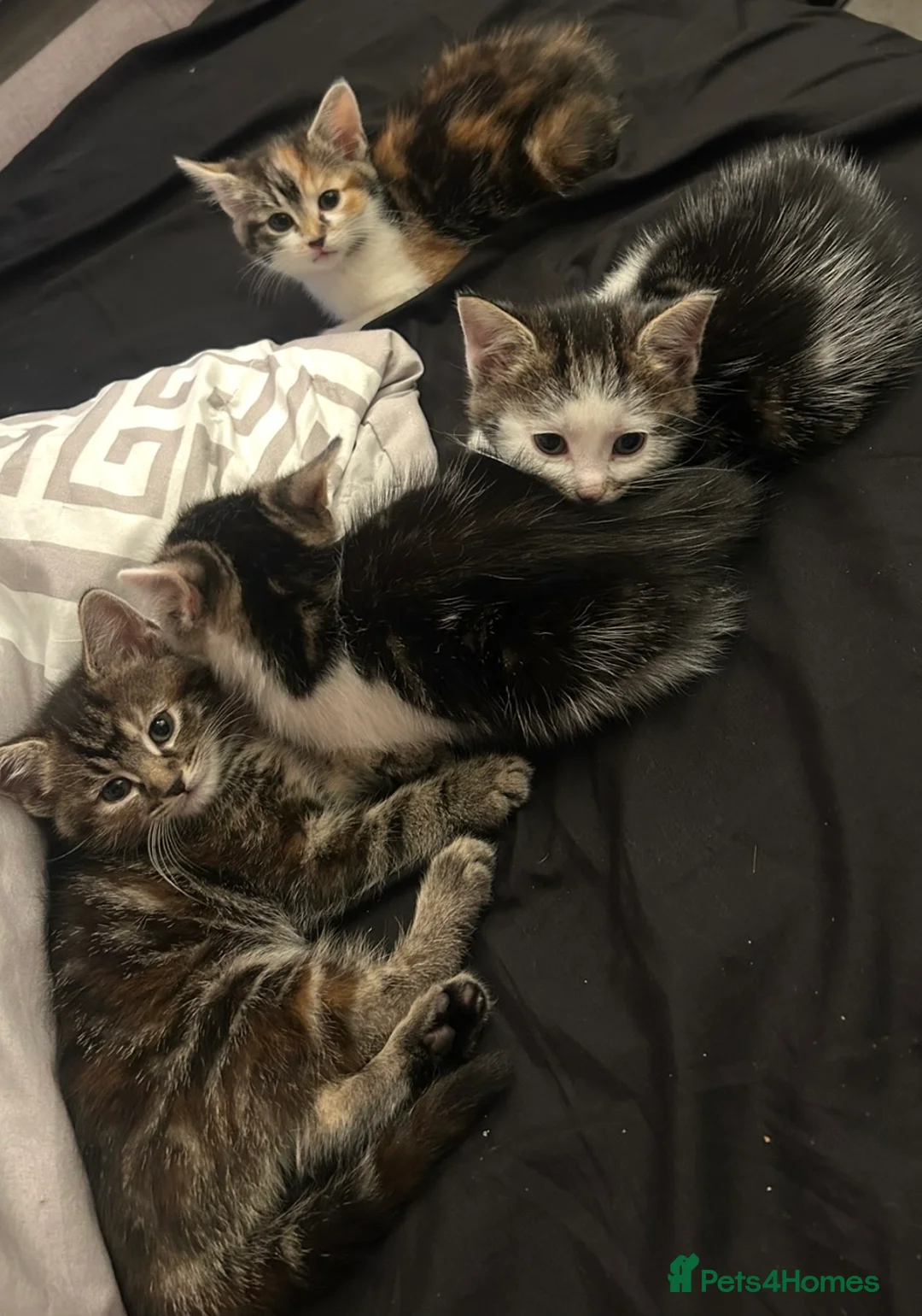 Mixed Breed cats for sale: Kittens in Brighton - Advert 2