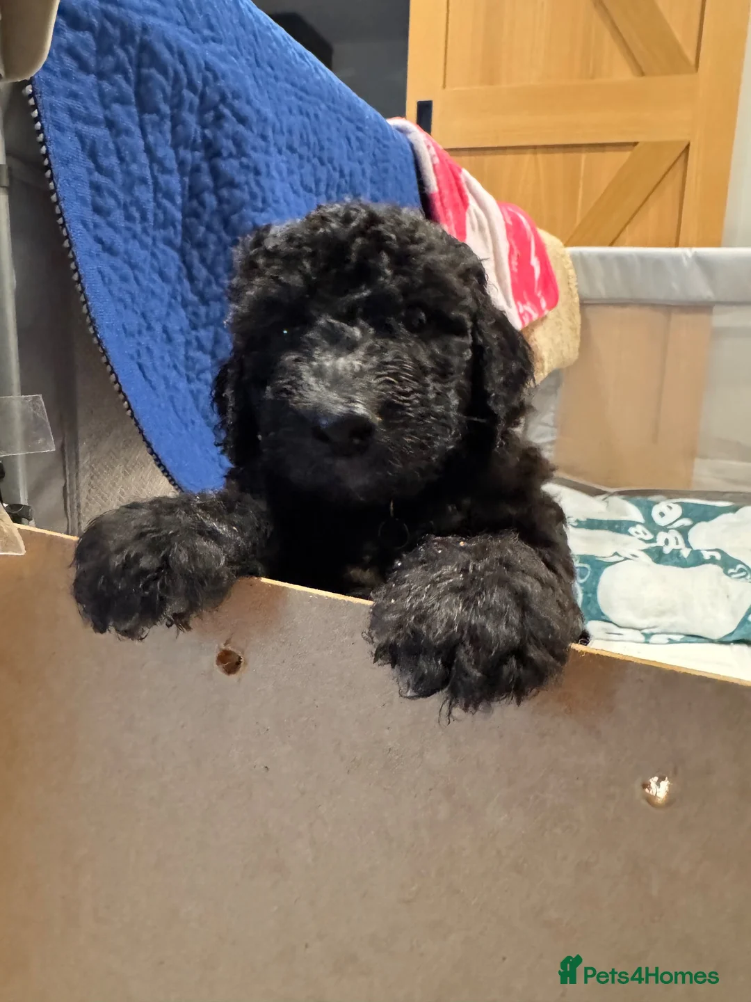 Mixed Breed dogs for sale: 🐶 Beautiful Puppies. Doodles.🐕  in Seascale - Advert 16