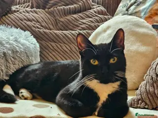 Mixed Breed cats Mamma - Advert 11