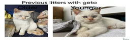 British Shorthair cats for sale: Kittens are ready for their new homes 🏡   - Advert 24