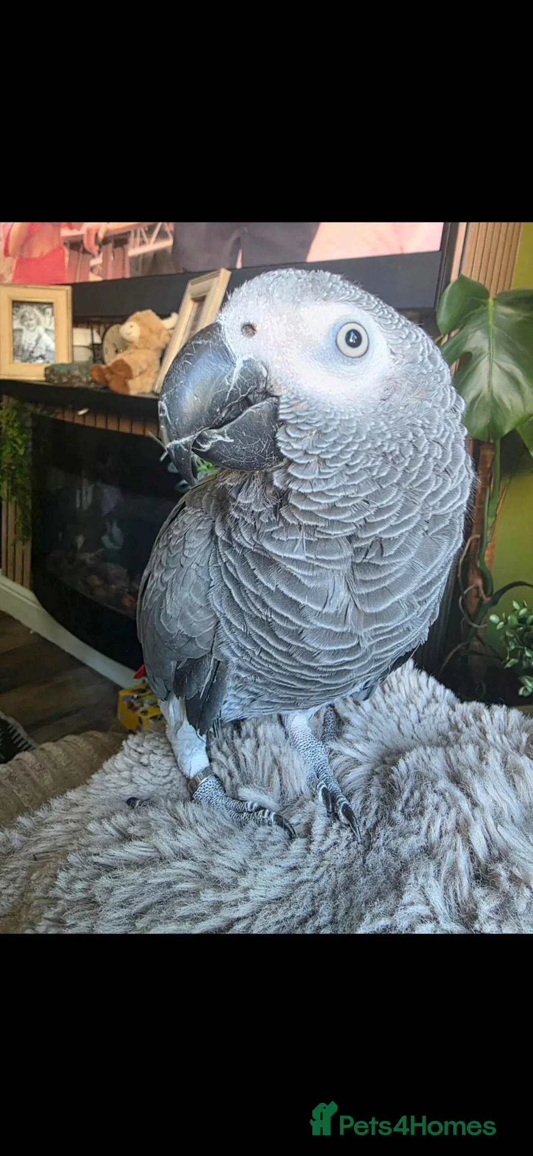 Parrots birds for sale: African grey - Advert 3