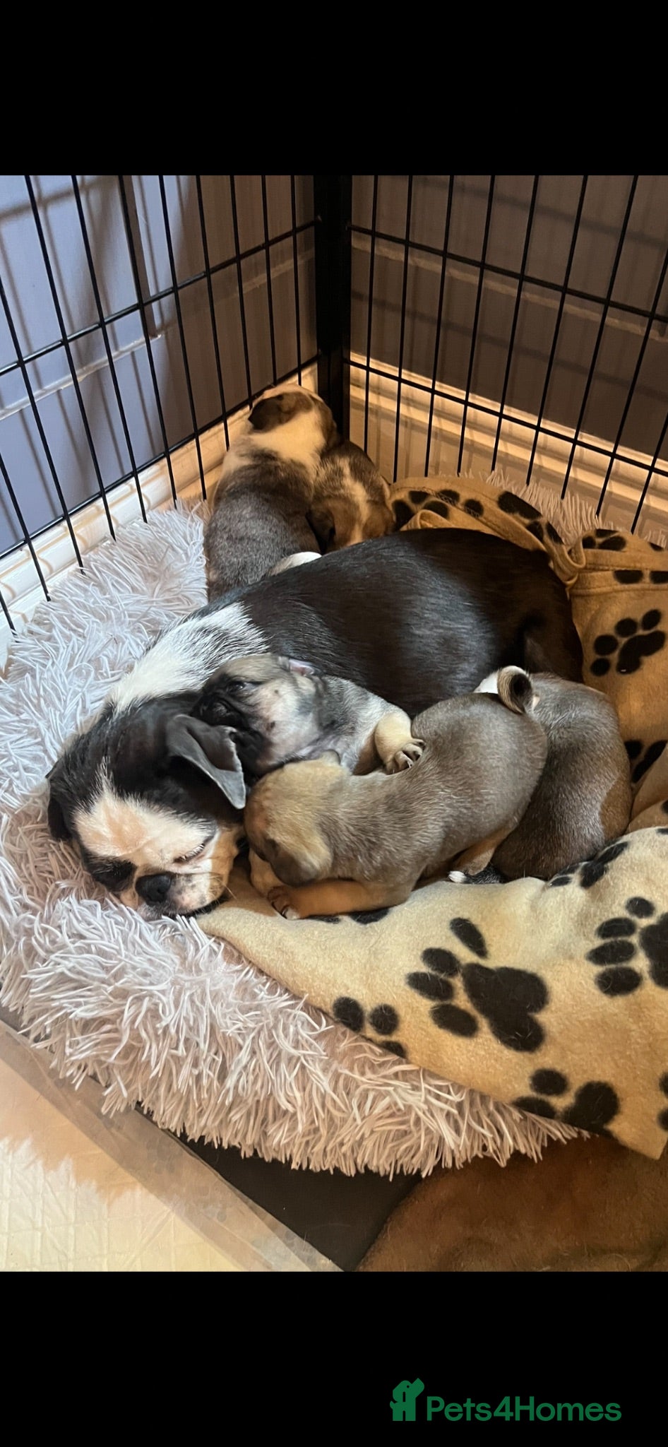 Pug dogs Rare coloured pug pups for sale  - Advert 3