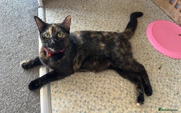 Mixed Breed cats for sale: Kittens for sale  - Image 1