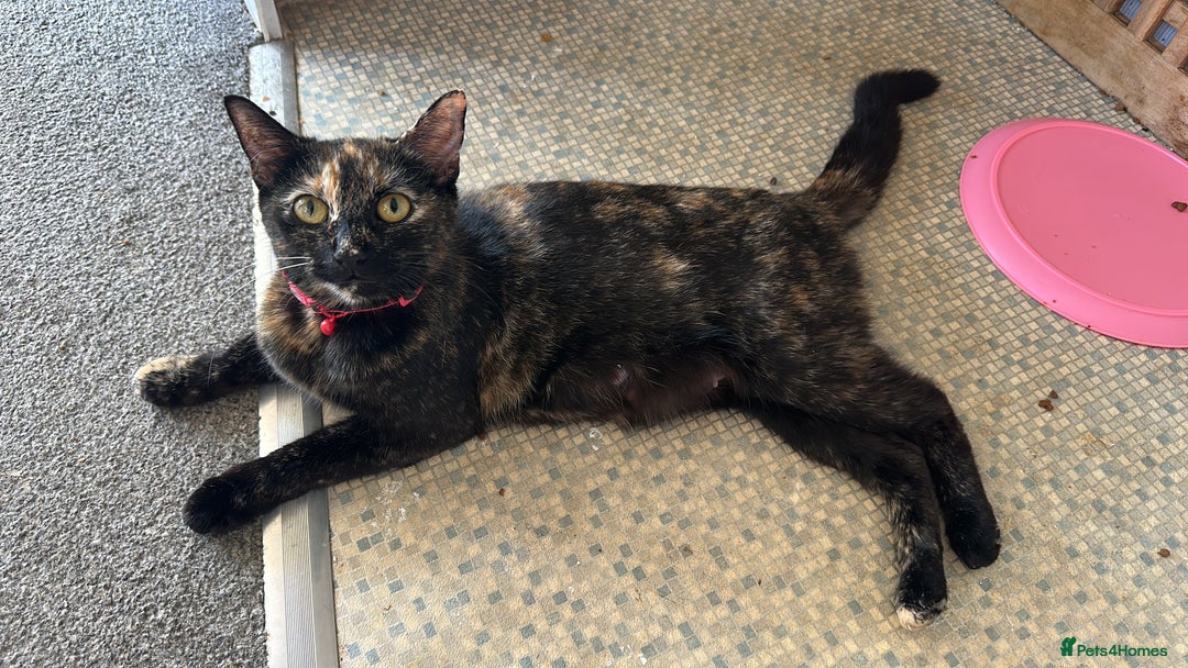 Mixed Breed cats for sale: Kittens for sale  - Image 1