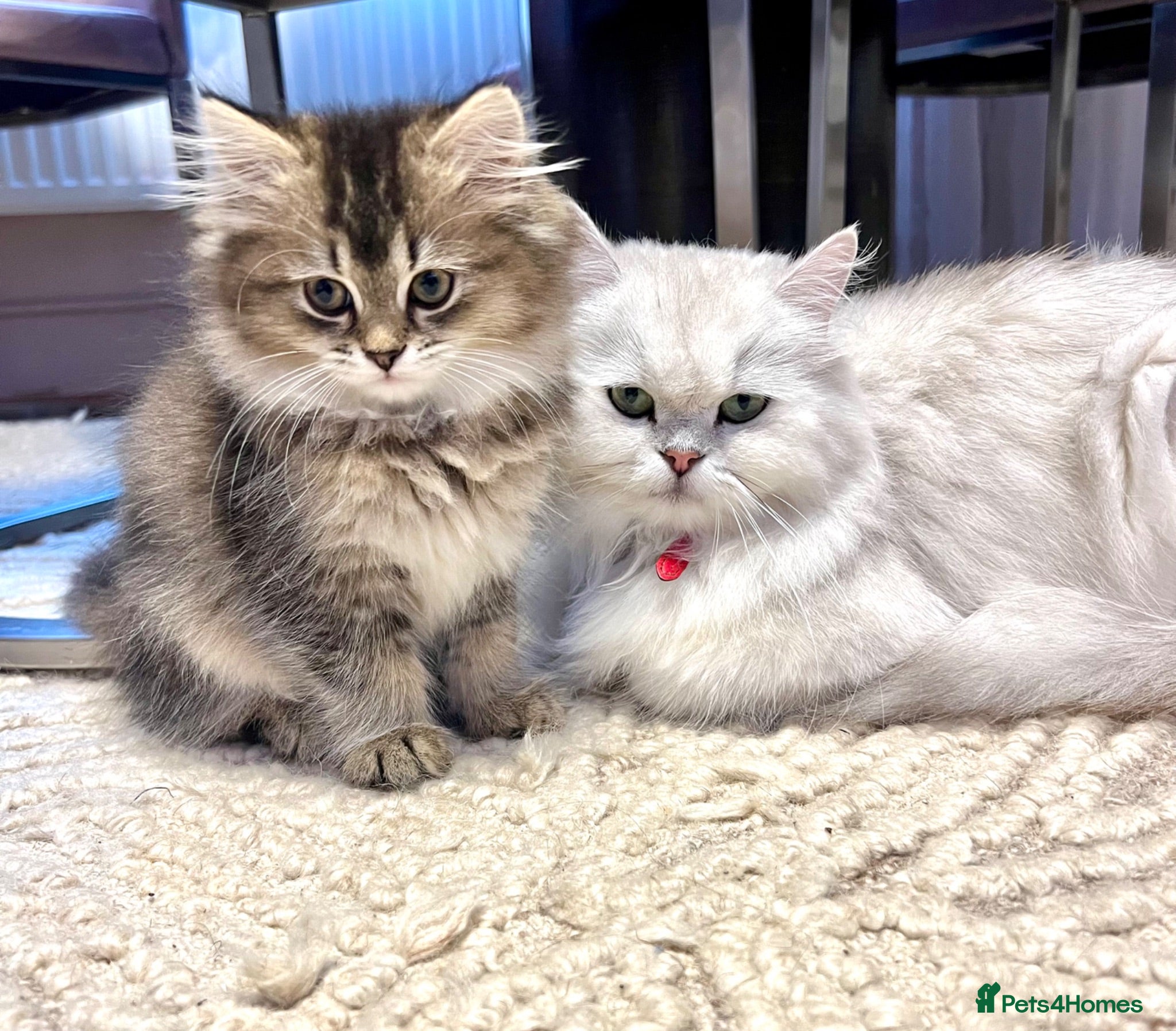 British Longhair cats British longhair cross kittens  - Advert 16