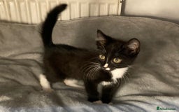 Mixed Breed cats for sale: Semi long hair and ginger kittens - Image 5