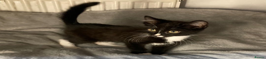 Mixed Breed Kitten 1