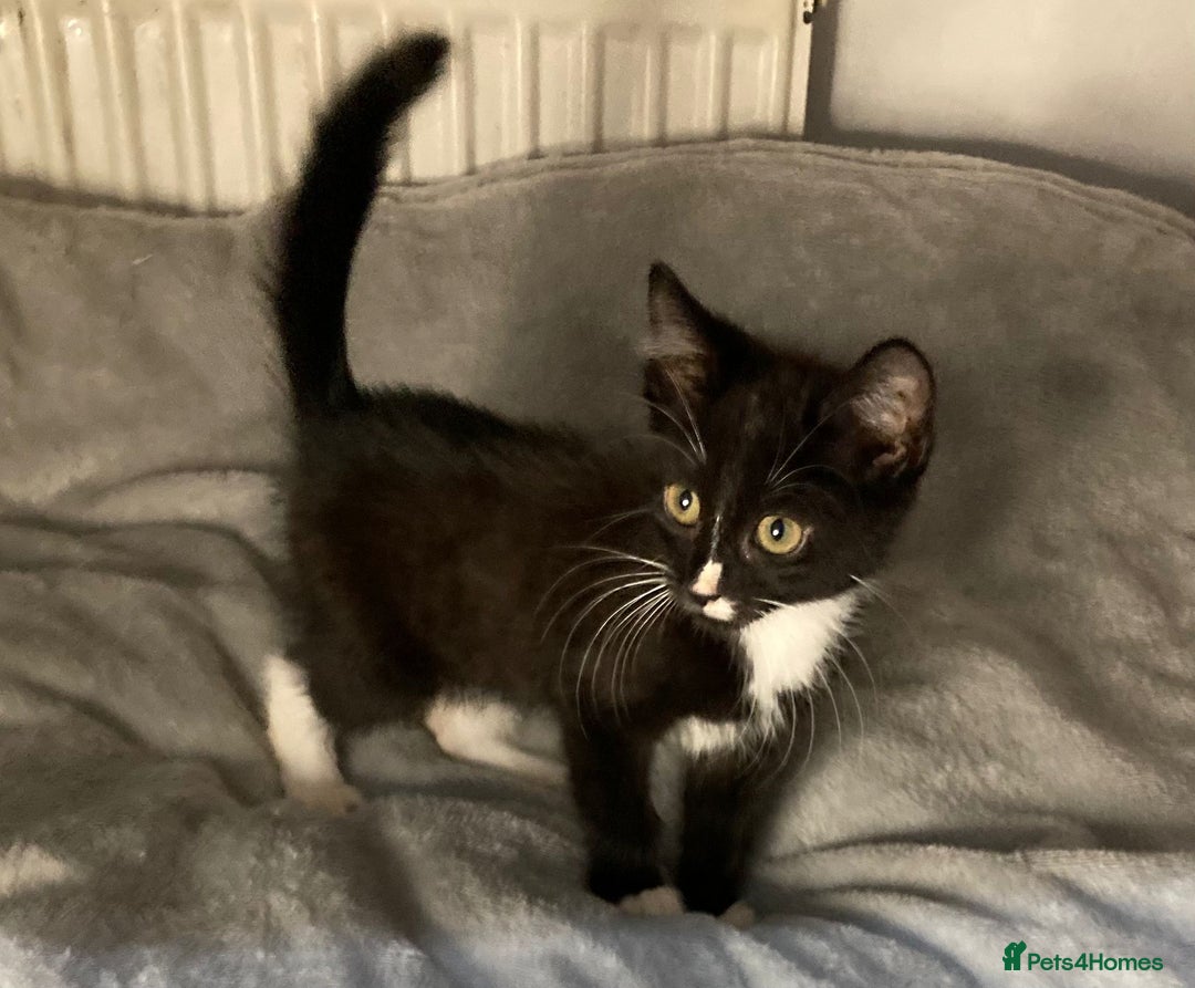 Mixed Breed cats for sale: Semi long hair and ginger kittens - Image 5
