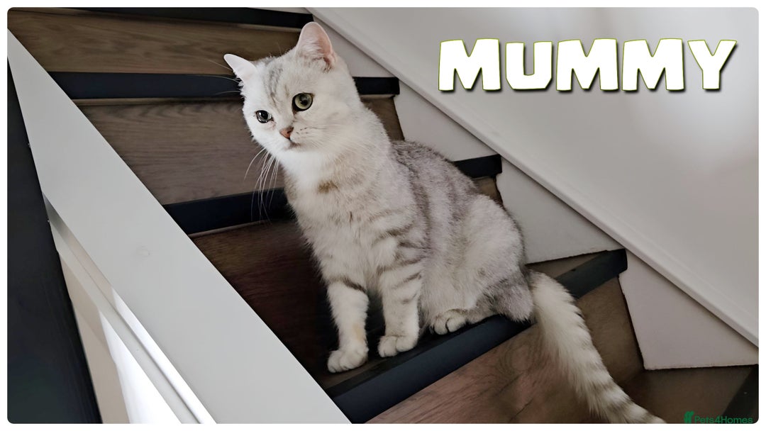 Scottish Fold cats for sale: Scottish Fold Kittens  - Advert 11