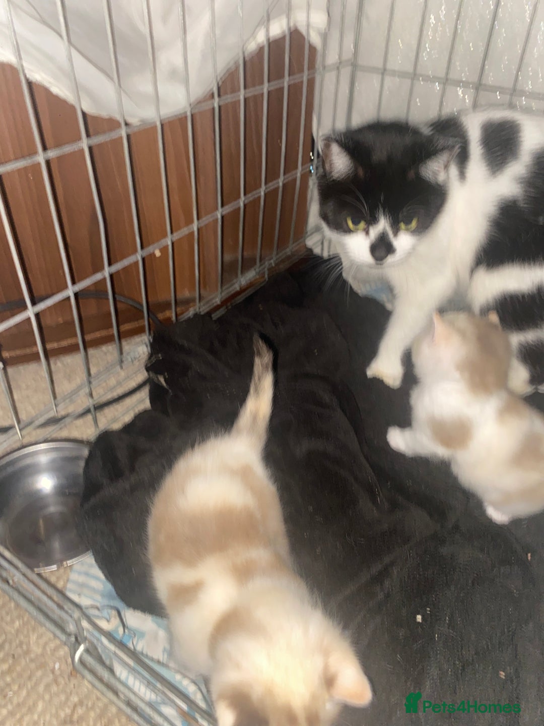 American Shorthair cats for sale: Gorgeous milky kittens for sale  - Image 2