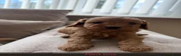 Cavapoo dogs for sale: Cavapoo puppies ruby red - Advert 9
