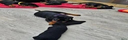 Dobermann dogs for sale: Gorgeous Full Pedigree Doberman puppies for sale  in Hull - Advert 19