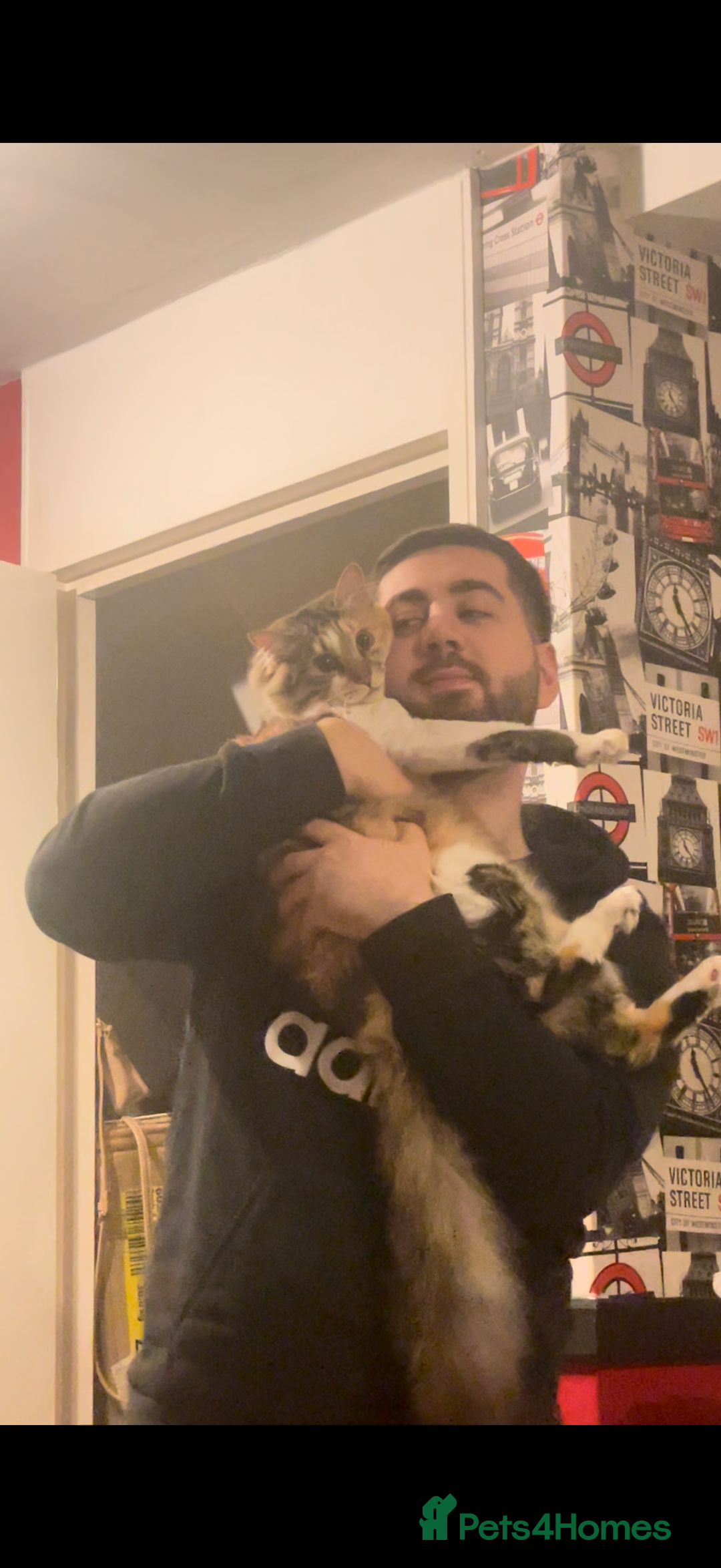 Mixed Breed cats for sale: Boy cat up for adoption - Advert 3