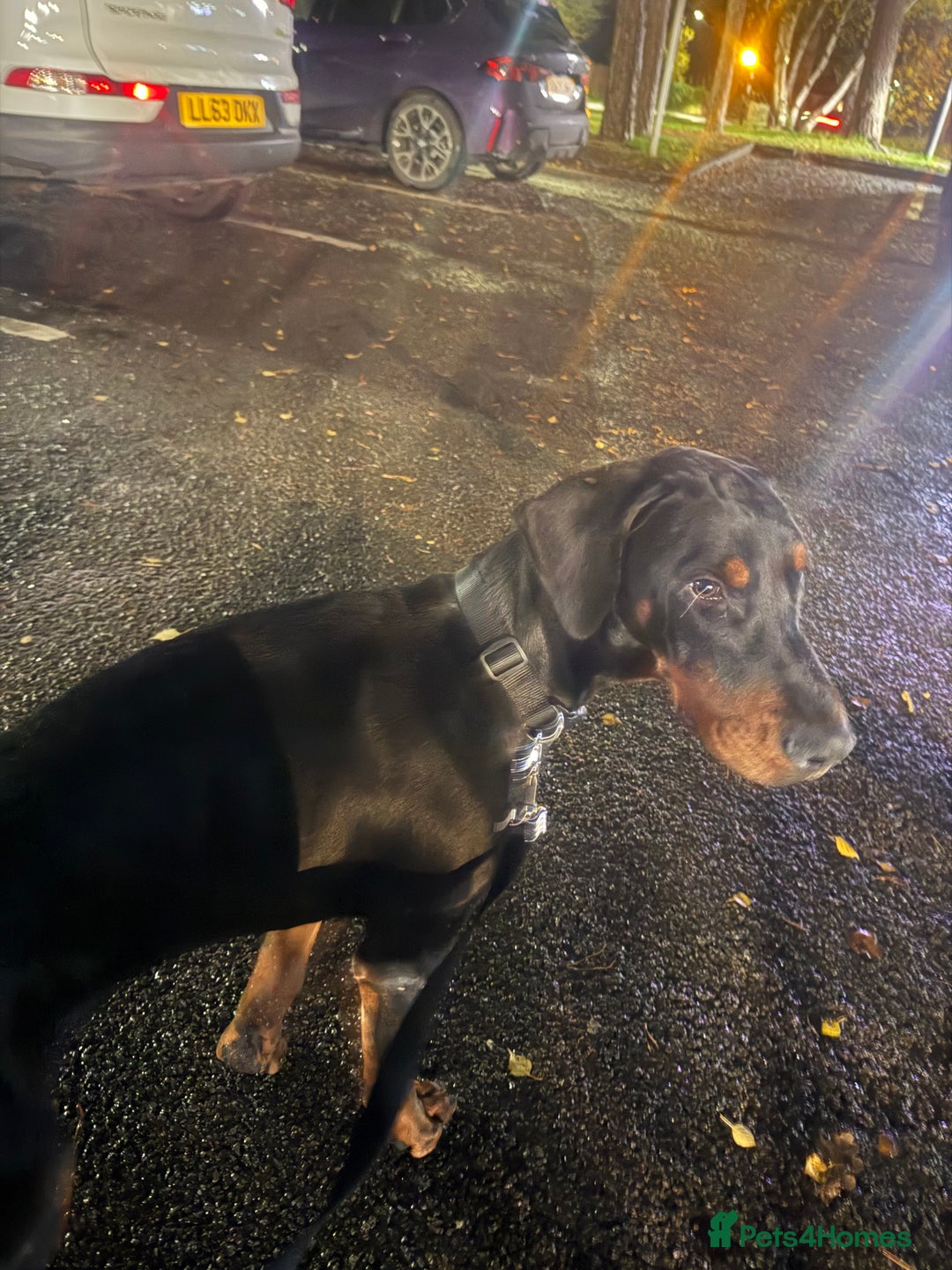 Dobermann dogs for sale: Male Doberman for Sale - Advert 2