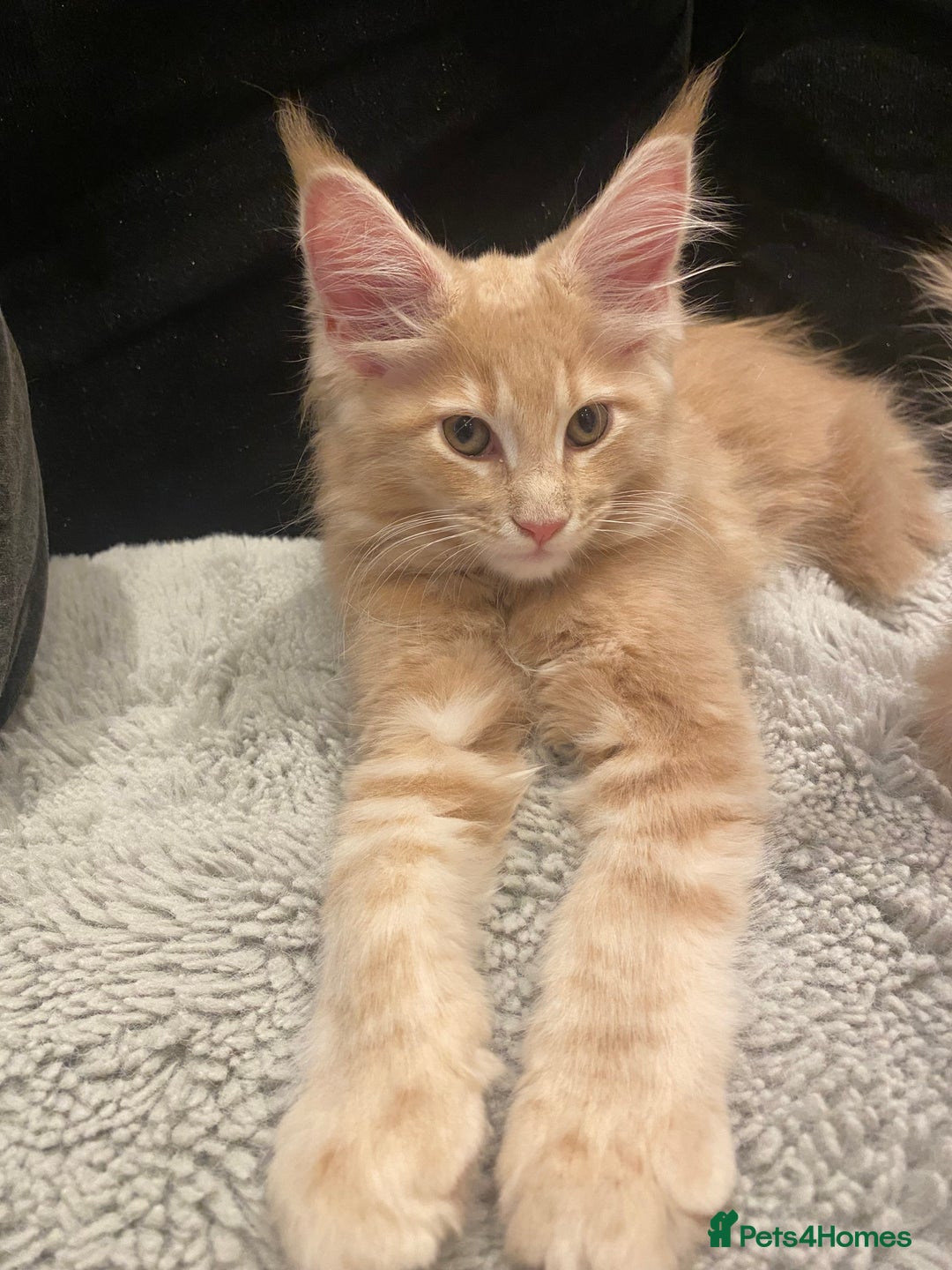 Maine Coon cats for sale: Maine coon kittens Russian/big - Advert 11