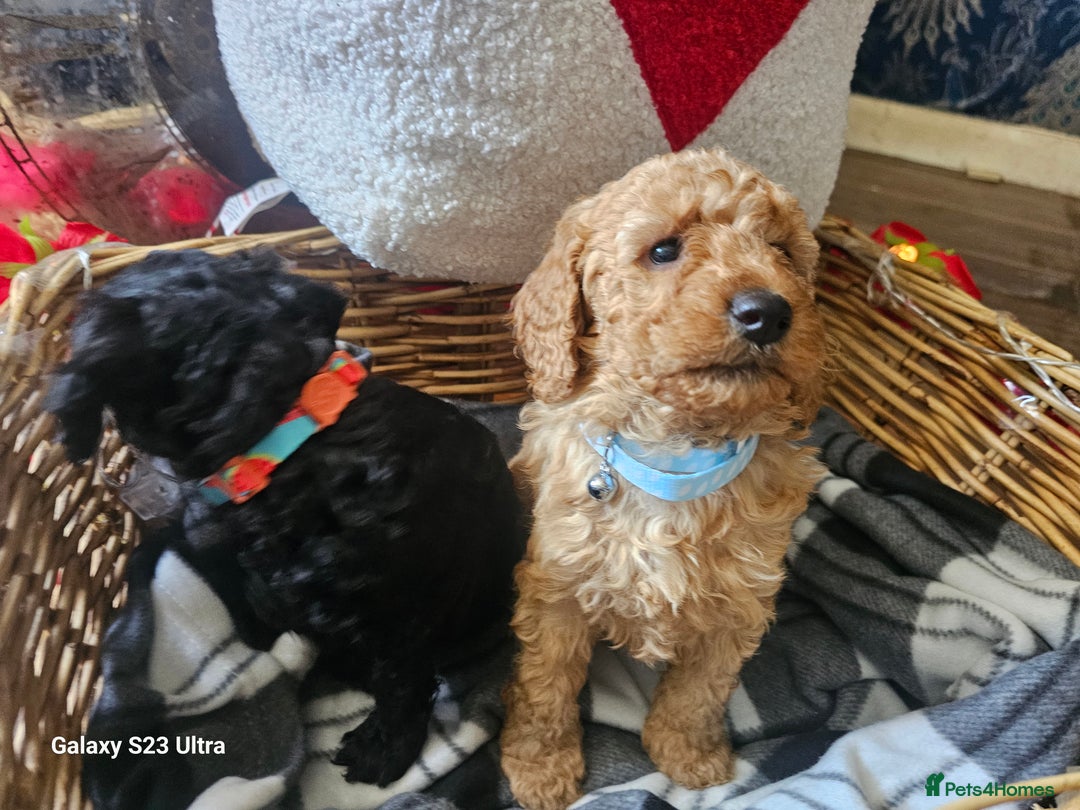 Miniature Poodle dogs for sale: Kc reg outstanding miniature Poodles in Stourbridge - Image 15