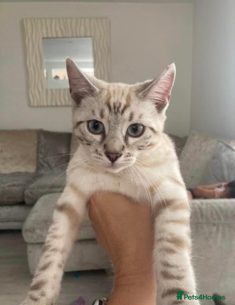 Bengal cats One little female Bengal x - Advert 1