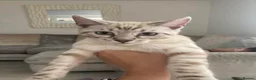 Bengal cats for sale: One little female Bengal x - Advert 1
