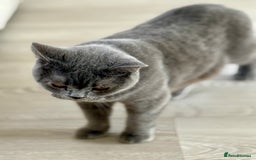 British Shorthair cats for sale: Beautiful British Shorthair Girl – Blue 🐾💙 - Image 3