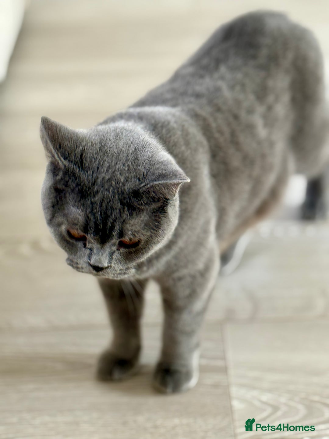 British Shorthair cats for sale: Beautiful British Shorthair Girl – Blue 🐾💙 - Image 3