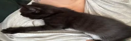 Domestic Shorthair cats for sale: 3 Kittens Ready Oct 4th - WR12 - Advert 9