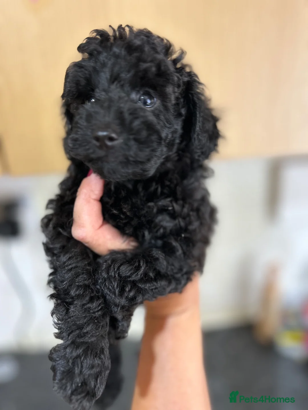 Toy Poodle dogs for sale: Stunning Black Toy Poodles - Advert 2