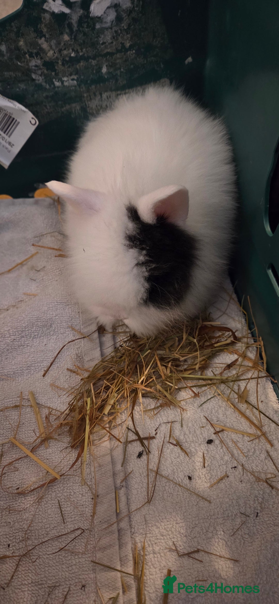 Lionhead rabbits for sale: 4 beautiful baby purebred lionhead rabbits  - Advert 1