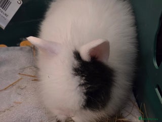 Lionhead rabbits 4 beautiful baby purebred lionhead rabbits - Advert 10