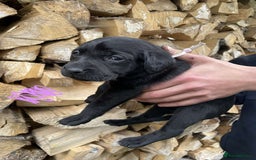Labrador Retriever dogs for sale: KC Registered Black Labrador puppies   - Image 4