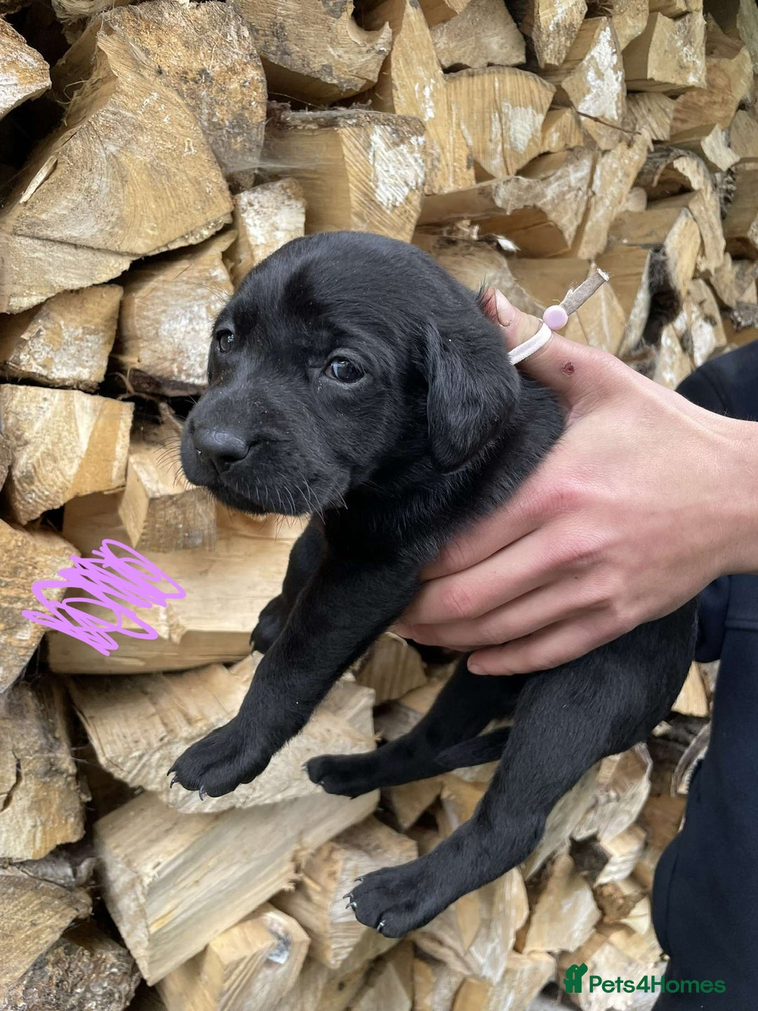 Labrador Retriever dogs for sale: KC Registered Black Labrador puppies   - Image 4