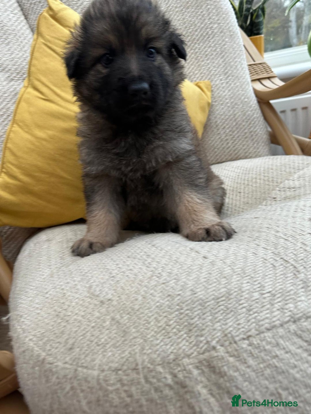 German Shepherd dogs for sale: GSD puppies - Advert 7