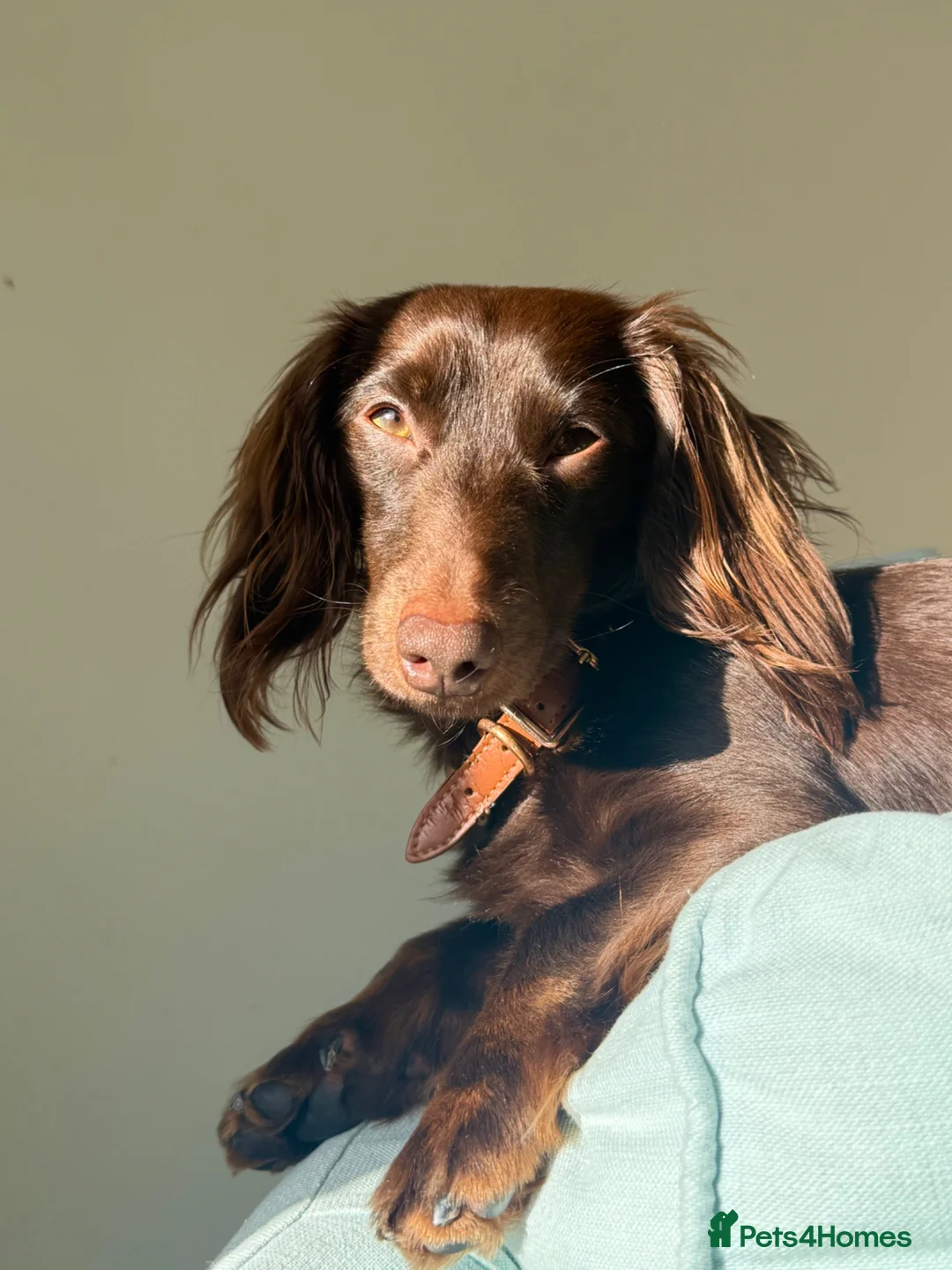 Miniature Dachshund dogs for sale: Beautiful boy for sale in London - Advert 7