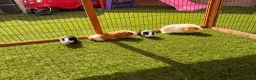 Guinea Pig rodents for sale: Guinea pigs looking for forever homes - Advert 8