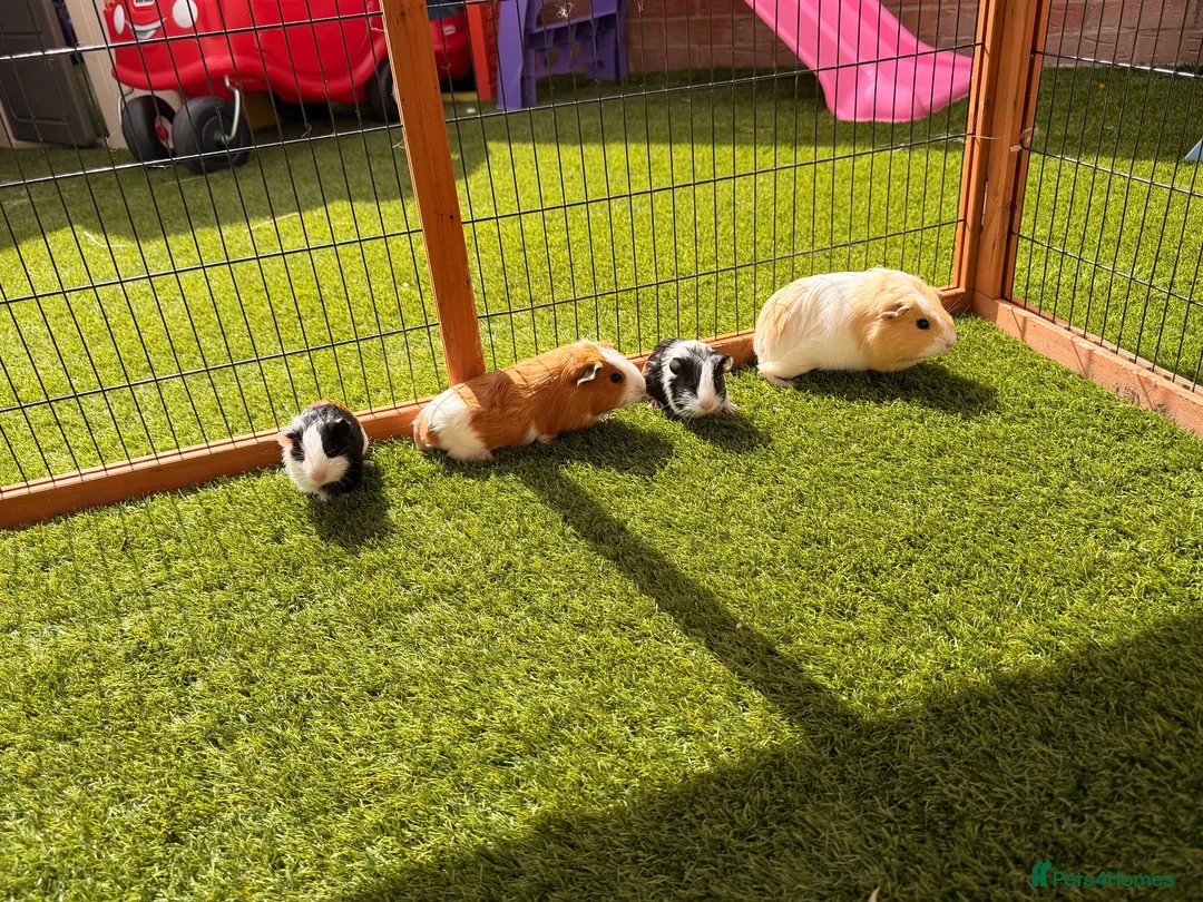 Guinea Pig rodents for sale: Guinea pigs looking for forever homes - Advert 8