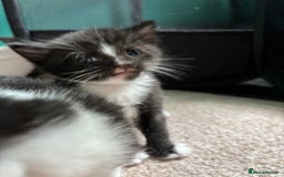 British Longhair cats for sale: Three adorable kittens  - Image 32