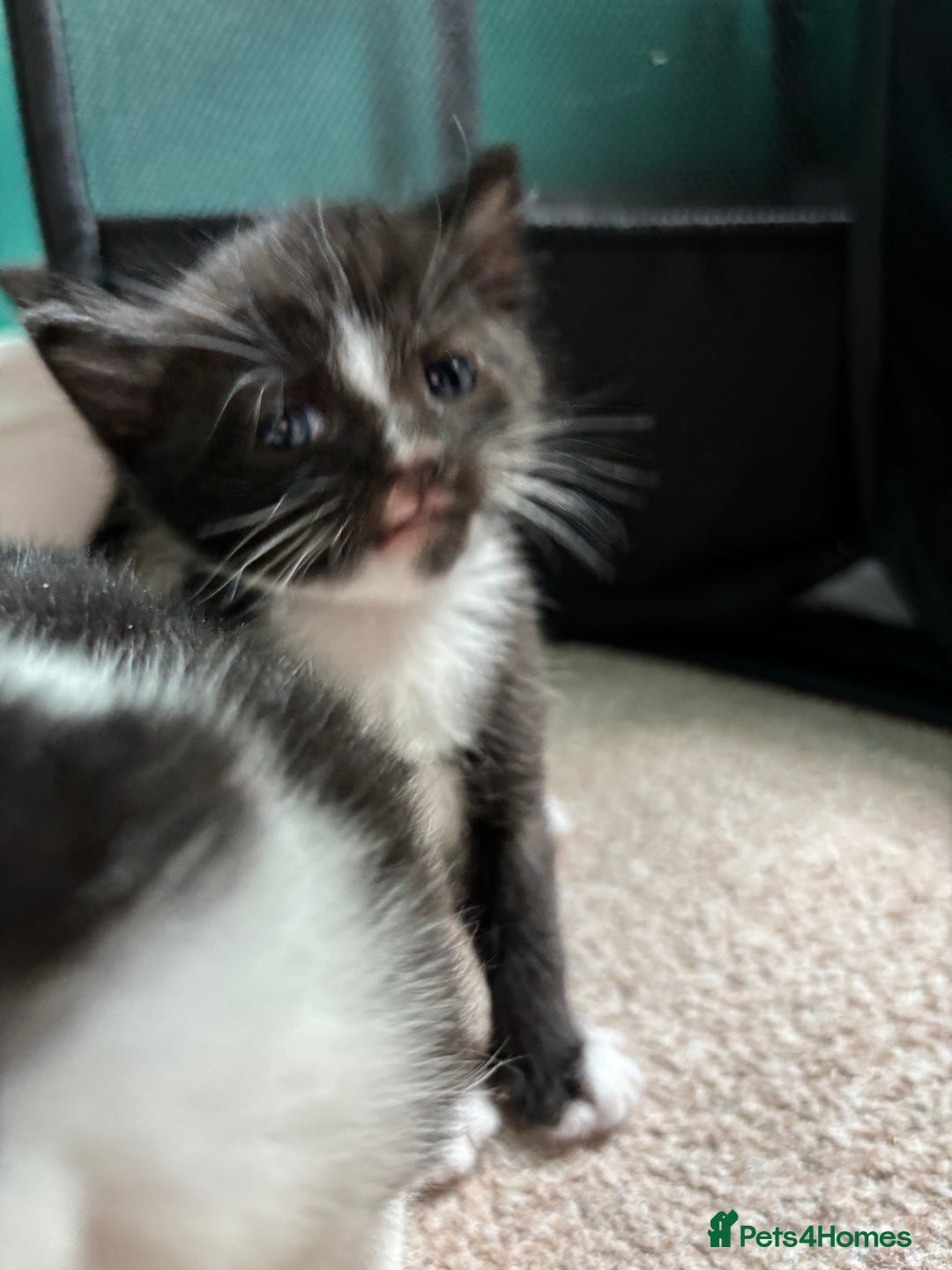 British Longhair cats for sale: Three adorable kittens  - Image 32