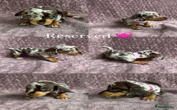Miniature Dachshund dogs for sale: 🐾KC Reg Miniature Dachshund - READY NOW! 1 LEFT! - Image 10