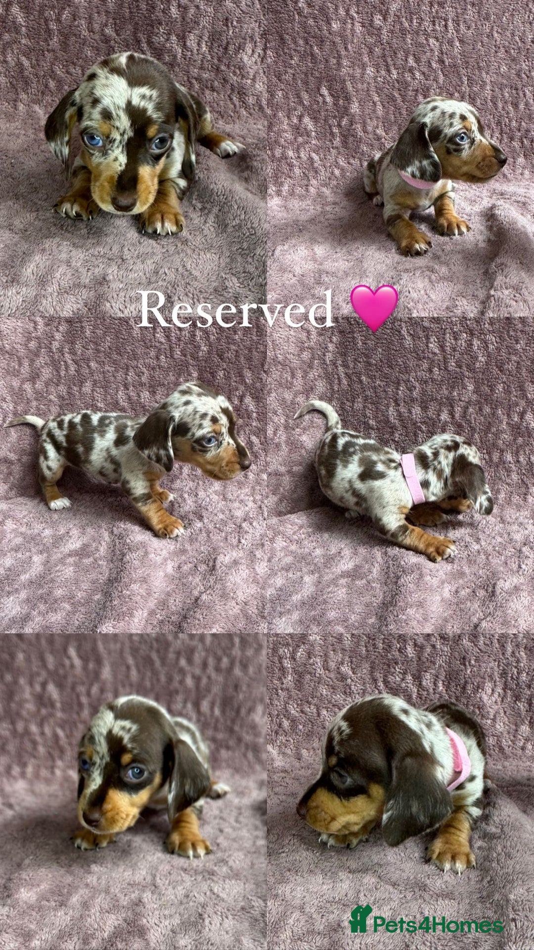 Miniature Dachshund dogs for sale: 🐾KC Reg Miniature Dachshund - READY NOW! 1 LEFT! - Image 10