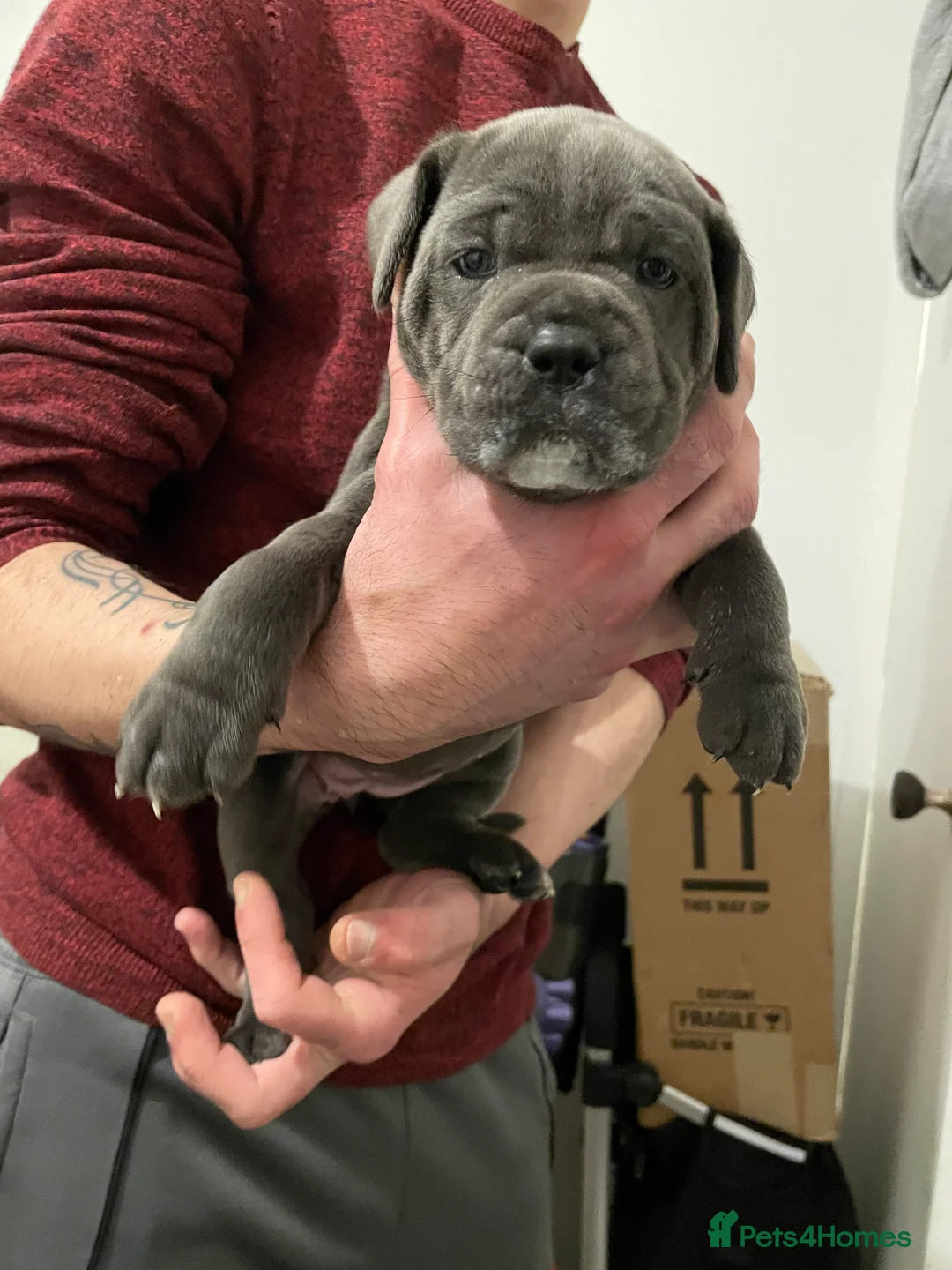 Cane Corso dogs for sale: Stunning Blue Cane Corso (blue) - Advert 5