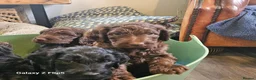 Sproodle dogs for sale: Stunning Sproodles puppys for sale - Advert 19