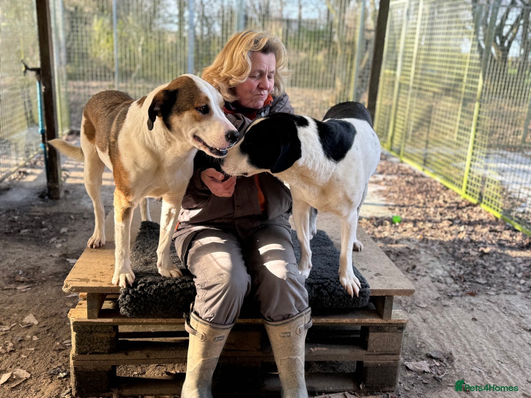 Mixed Breed dogs for adoption: LUCA – TWO YEARS WAITING FOR SOMEONE TO CARE 🐾 - Advert 23