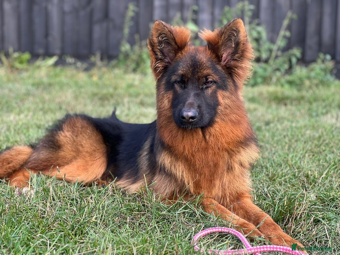 German Shepherd dogs for sale: Gorgeous male long coat  - Image 2