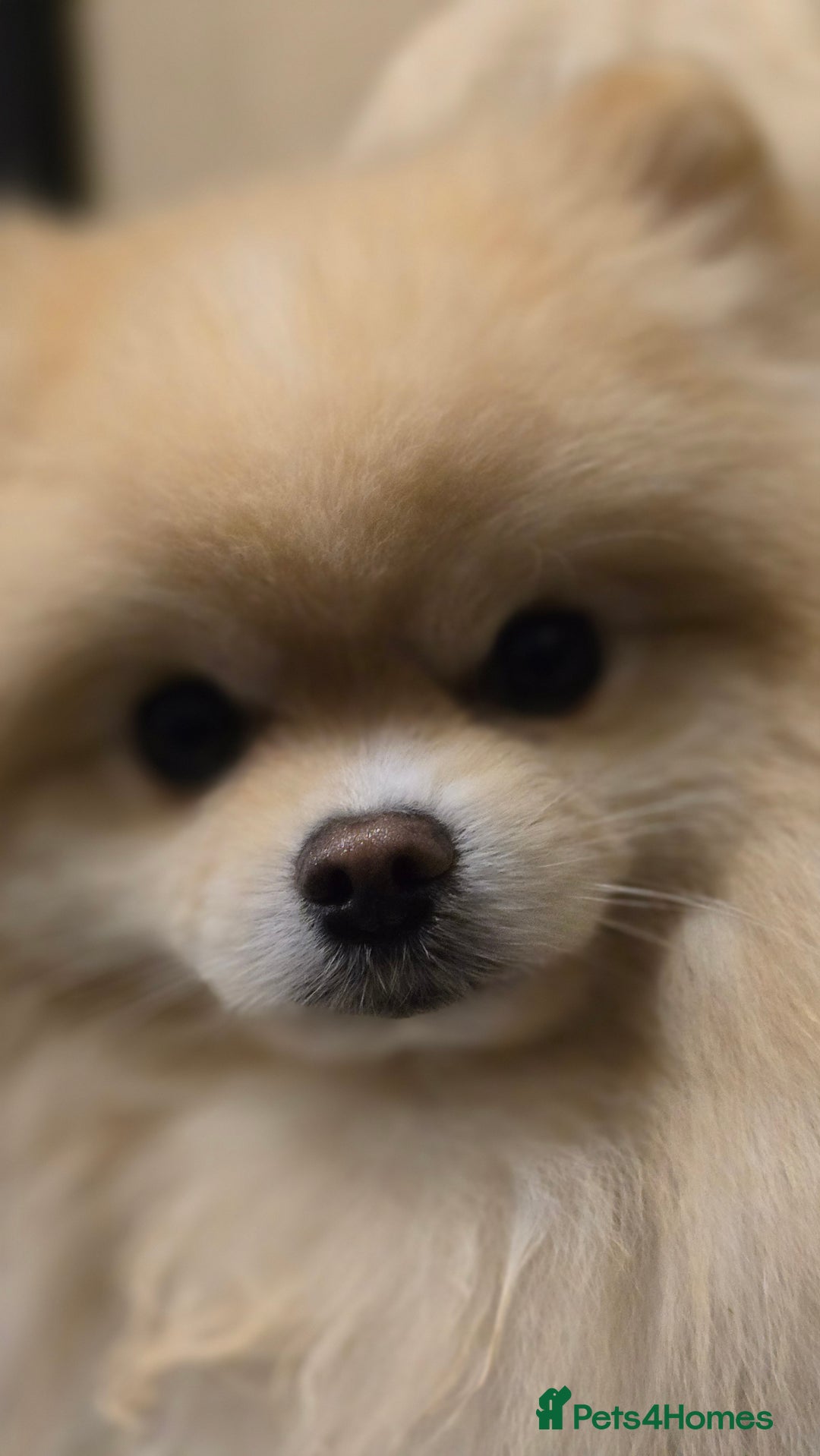 Pomeranian dogs for stud: KC Stunning coat Cream boy for stud  in Borehamwood - Advert 5