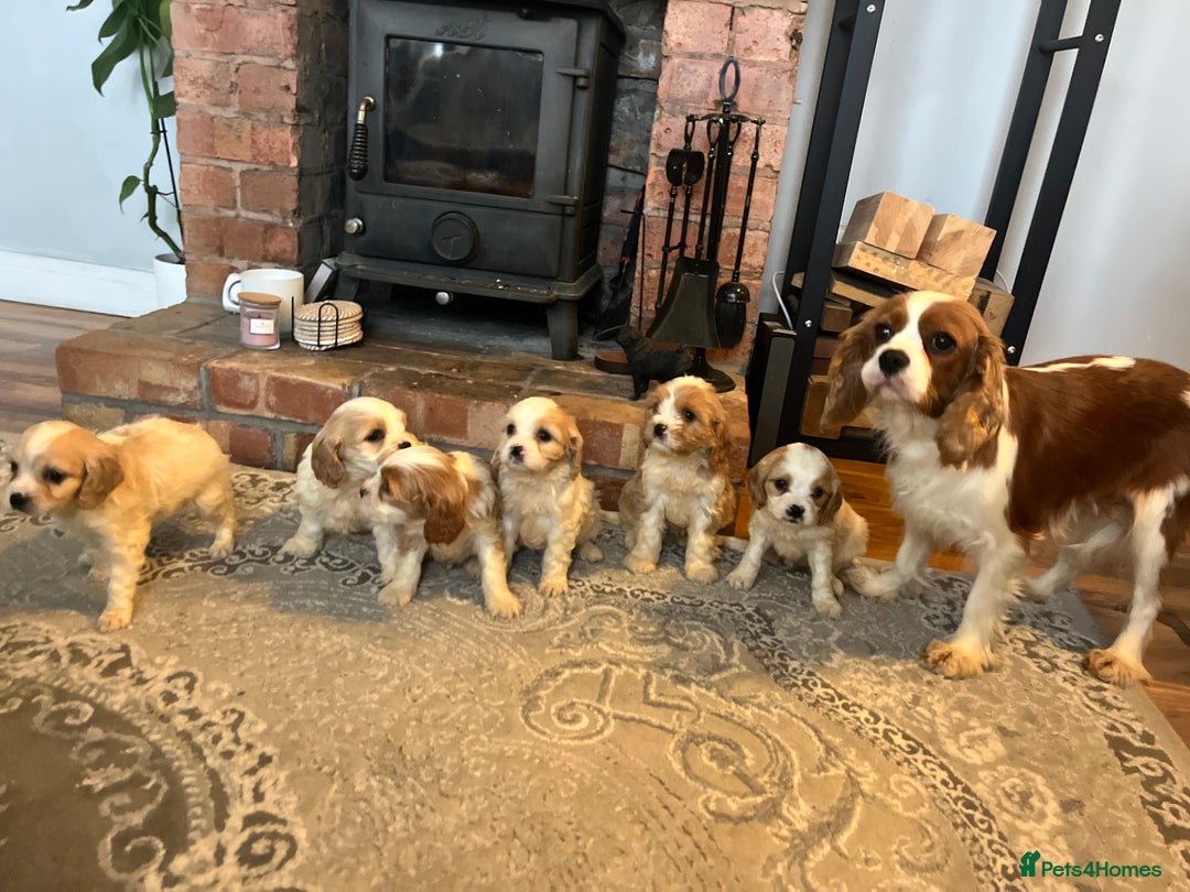 Cavachon dogs for sale: Cavachon puppies  - Advert 2