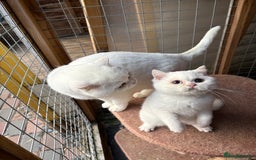 British Shorthair cats for sale: British Shorthair kittens - Image 24