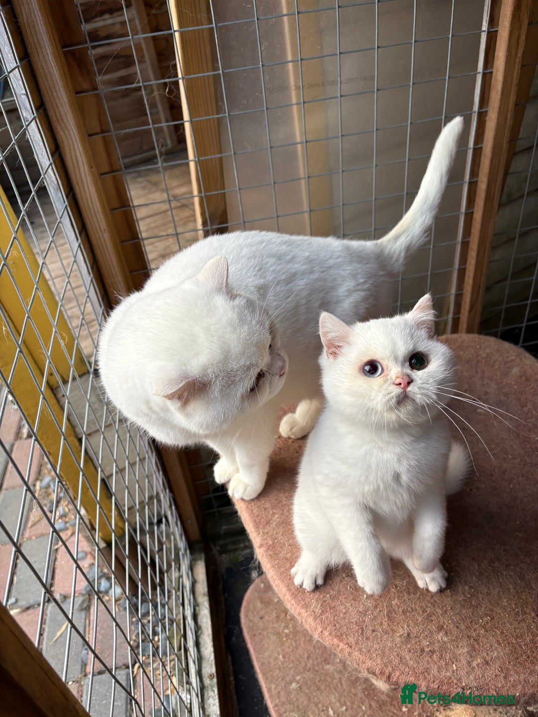 British Shorthair cats for sale: British Shorthair kittens - Image 24