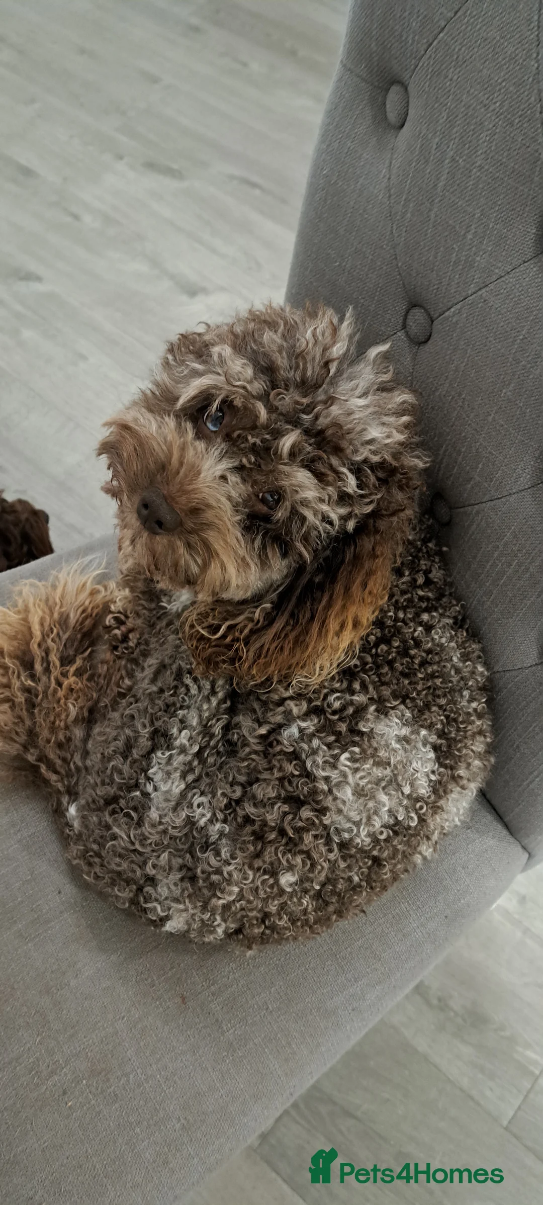 Poodle dogs for stud: Cockapoo stud chocolate merle  in Bristol - Advert 8